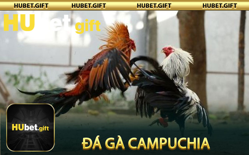 Đá Gà Campuchia