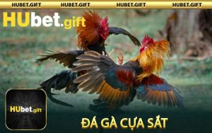 Đá gà cựa sắt