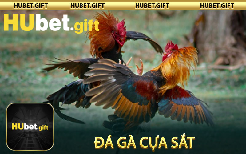 Đá gà cựa sắt